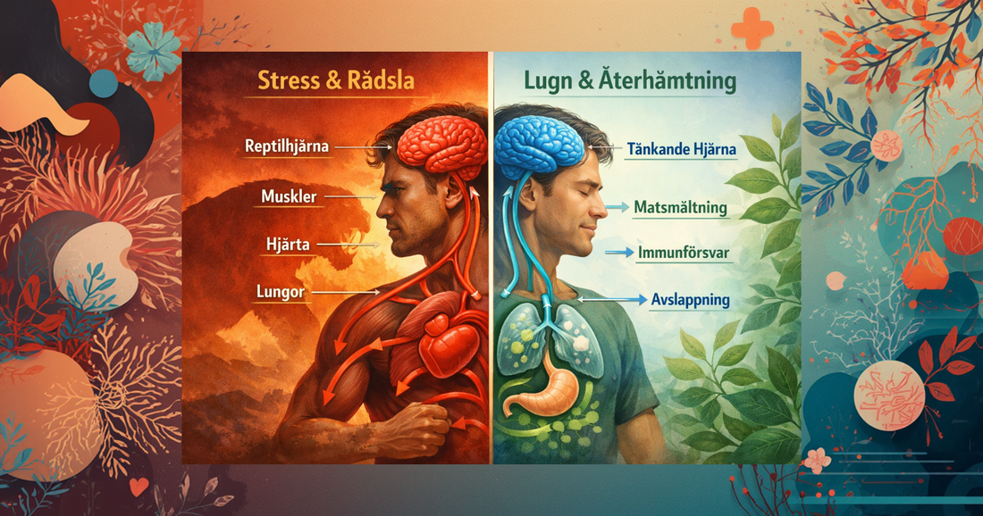 Rädsla, stress och kroppen – varför immunförsvaret stängs ner