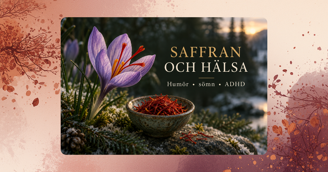 Violett saffranskrokus och saffranstrådar i ett vintrigt landskap – saffran och forskning om humör, sömn och ADHD.