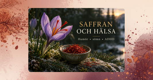 Violett saffranskrokus och saffranstrådar i ett vintrigt landskap – saffran och forskning om humör, sömn och ADHD.