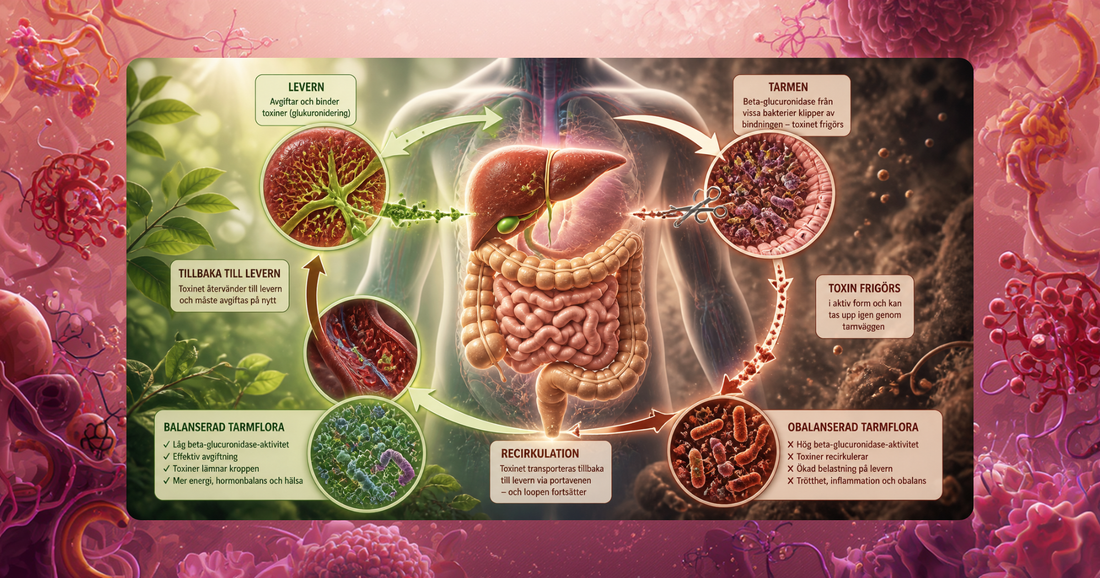 Beta-glucuronidase avgiftning tarmhälsa – Erics Hälsohörna guide till enterohepatisk cirkel och holistisk läkning
