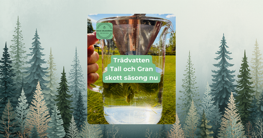 Tallskott och granskott trädvatten – naturliga livsmedel och C-vitamin | Erics Hälsohörna hälsoblogg