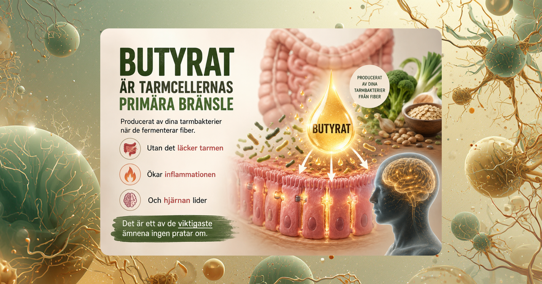 butyrat smörsyra tarmhälsa